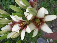 P1010157lilie.webp
