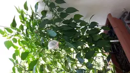 20170628_103503.webp