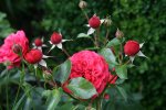 Rose Out of Rosenheim0817.jpg