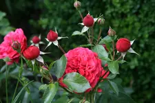 Rose Out of Rosenheim0817.webp