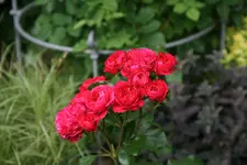 Rose Red Leonardo da Vinci 0217.webp