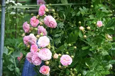 Rose Pink Gislaine de Felingonde1017.webp