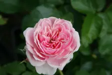 Rose Mark0317.webp