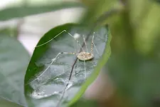 spinne_hell.webp