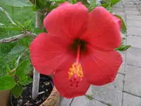 P1010174hibiskus.webp