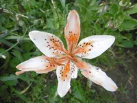 P1010176lilie.webp