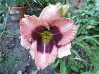 P1010170lilie.webp