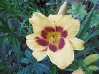 P1010171lilie.webp