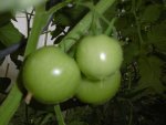 P1010180tomate.jpg