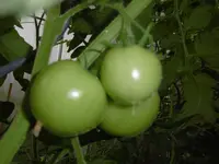 P1010180tomate.webp