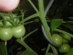 P1010179tomate.jpg