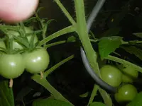 P1010179tomate.webp