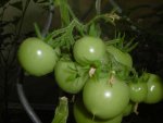 P1010178Tomate.jpg