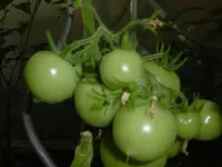 P1010178Tomate.webp