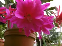 P1010190blattkaktee.webp