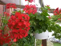 P1010189geranie.webp