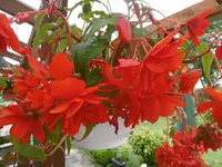 P1010188begonie.webp