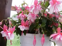 P1010187fuchsie.webp