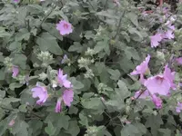 P1010177malve.webp