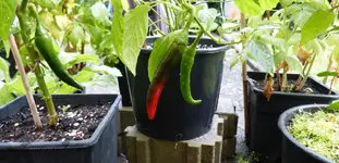 Unbekannt1.webp