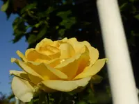 P1030046.webp