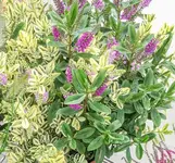 Pflanze (1 von 1).webp