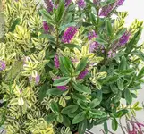 Pflanze (1 von 1).webp