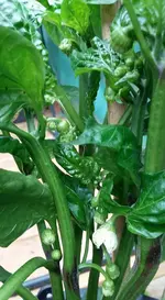 paprika29.6..jpg