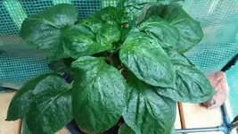 paprika29.juni.jpg