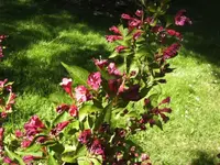 BILD6803.webp