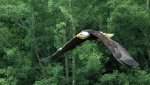 Seeadler im Flug2_900.JPG