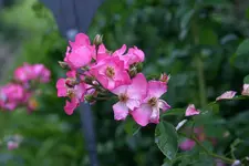 Rose Juanita0409.jpg