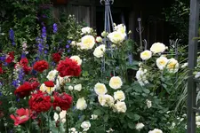 Rose The Pilgrim0816.webp