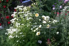 Rose The Pilgrim0909.webp