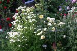 Rose The Pilgrim0909.jpg