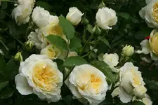 Rose The Pilgrim381b.webp