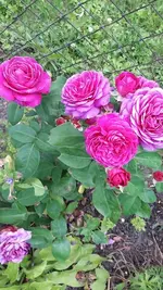neue 015.webp