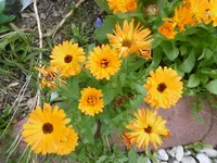 P1010192.webp