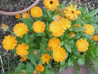 P1010191.webp