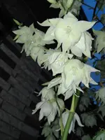 IMG_20170628_220624.webp