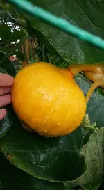 kürbis30.6..webp