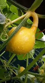 kürbis30.juni.webp