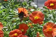 B65.webp