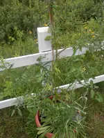 P6290460.webp