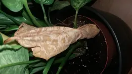 20170630_205459.webp