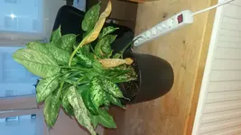 20170630_205433.webp