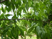P1020690.webp