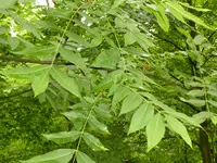 P1020660.webp