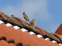 P1050825.webp