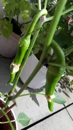 031 Chilifrucht.webp